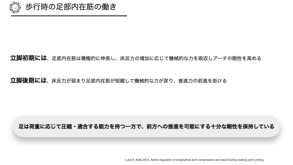 足部のアーチ機能・ウィンドラス機構について(ヒトの足部④）