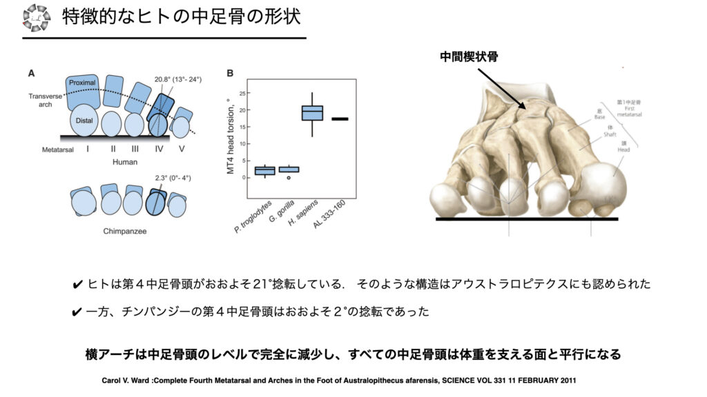 ヒトの足部を進化の過程から学ぶ (ヒトの足部③）