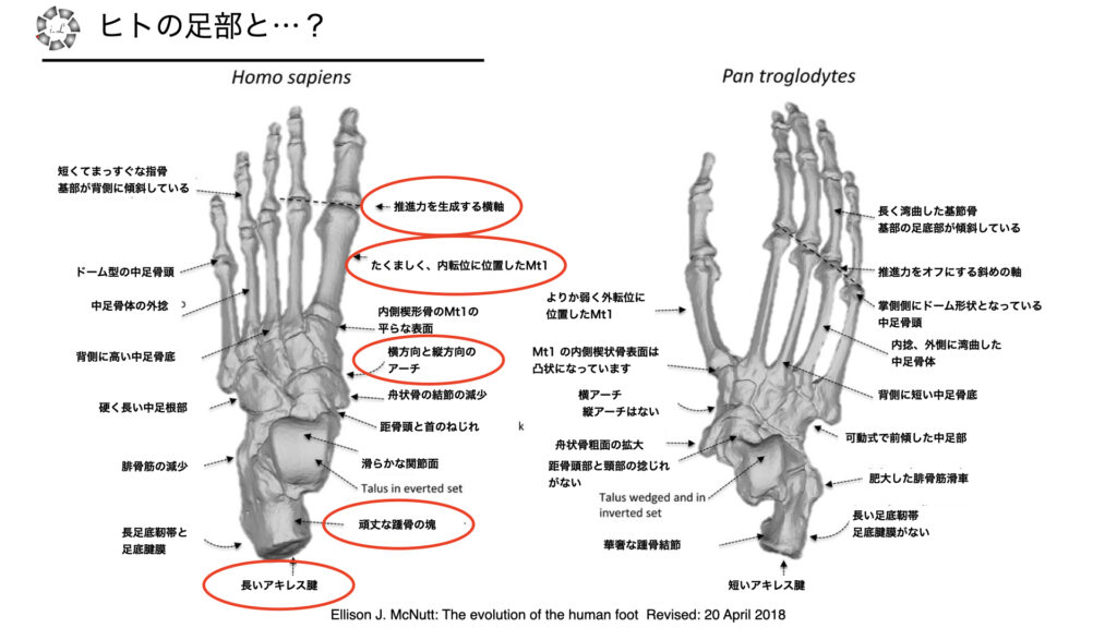 進化からみる人の足部 (ヒトの足部②）