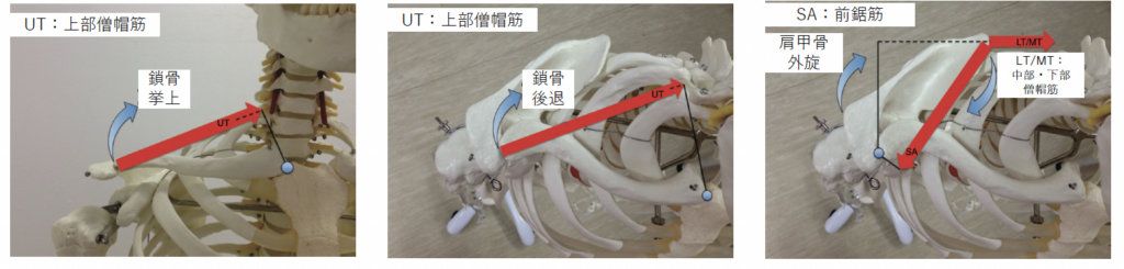 肩甲骨上方回旋における僧帽筋（上部・下部）と前鋸筋のフォースカップル作用図