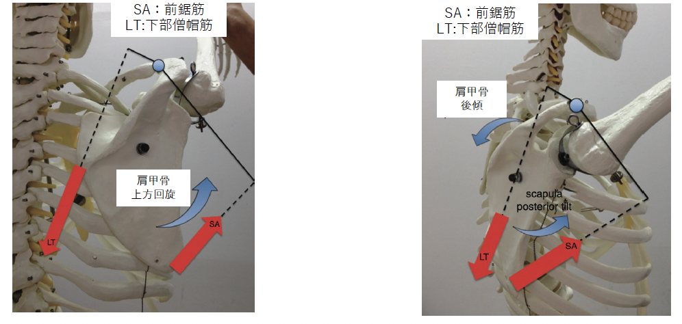 肩の外転運動に伴う肩甲骨の回旋と僧帽筋の活動イメージ
