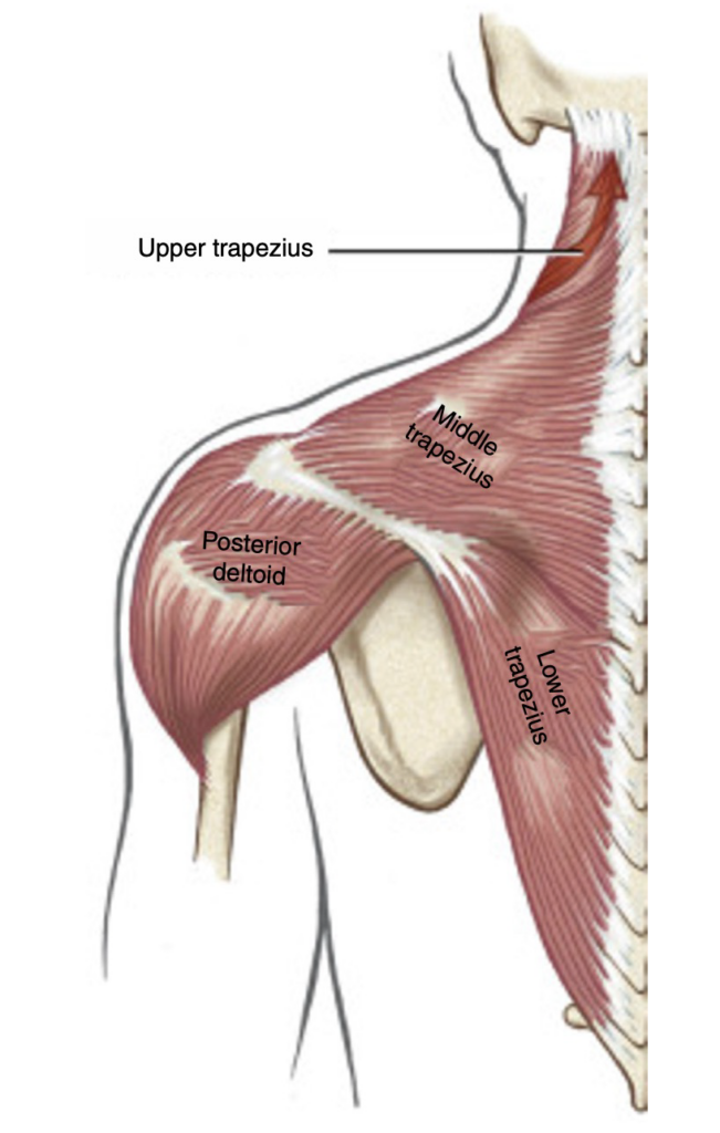 僧帽筋の全体像と解剖学的区分（上部・中部・下部繊維）のイラスト