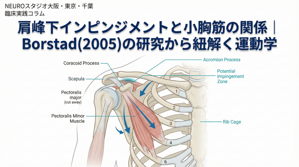 肩峰下インピンジメントと小胸筋の関係を解説した医学イラスト。Borstad(2005)の研究に基づく運動学的なメカニズムを示す。小胸筋が烏口突起を引くことで肩甲骨が前傾し、肩峰下腔が狭小化する様子、および肋骨との位置関係が描かれている。