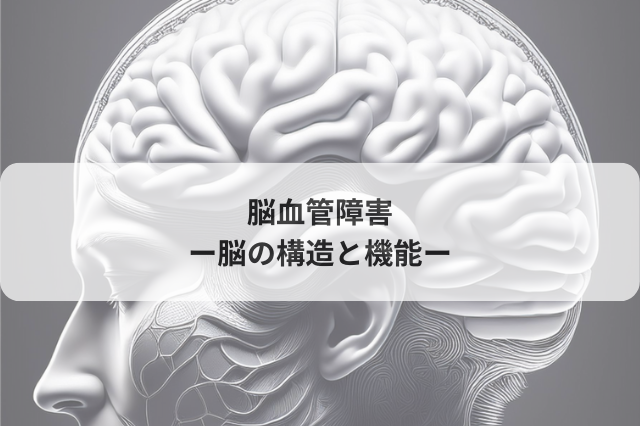 脳血管障害−脳の構造と機能−