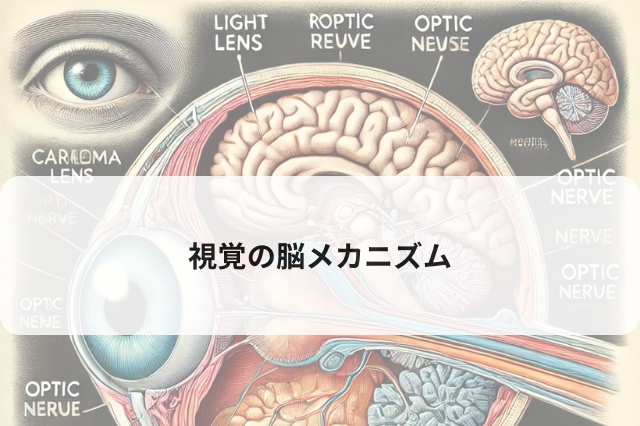 視覚の脳メカニズム
