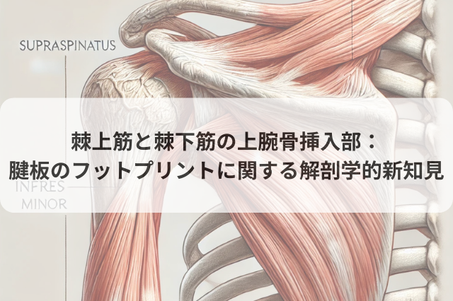 棘上筋と棘下筋の上腕骨挿入部：腱板のフットプリントに関する解剖学的新知見
