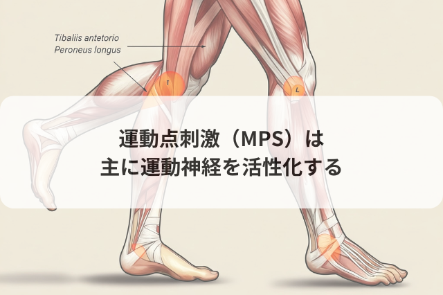 運動点刺激（MPS）は主に運動神経を活性化する