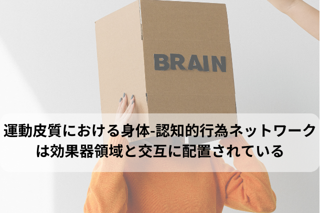 運動皮質における身体-認知的行為ネットワークは効果器領域と交互に配置されている
