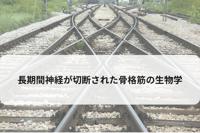 長期間神経が切断された骨格筋（長期除神経筋）の生物学