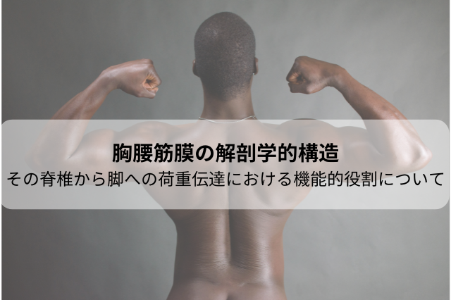 胸腰筋膜の解剖学的構造とその脊椎から脚への荷重伝達における機能的役割について