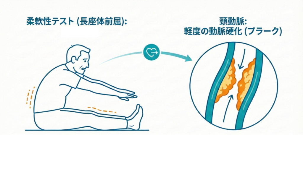 長座体前屈による体の硬さと、頸動脈の軽度の動脈硬化（プラーク）との関連性を示す医療図解イラスト