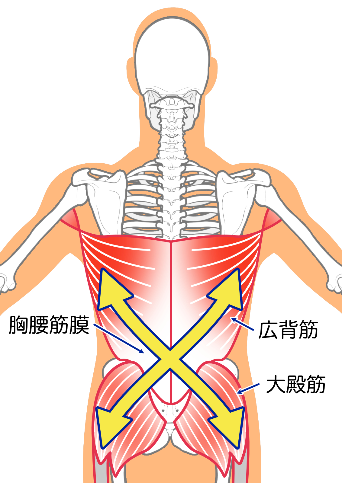 胸腰筋膜の解剖図 連結をイメージした矢印