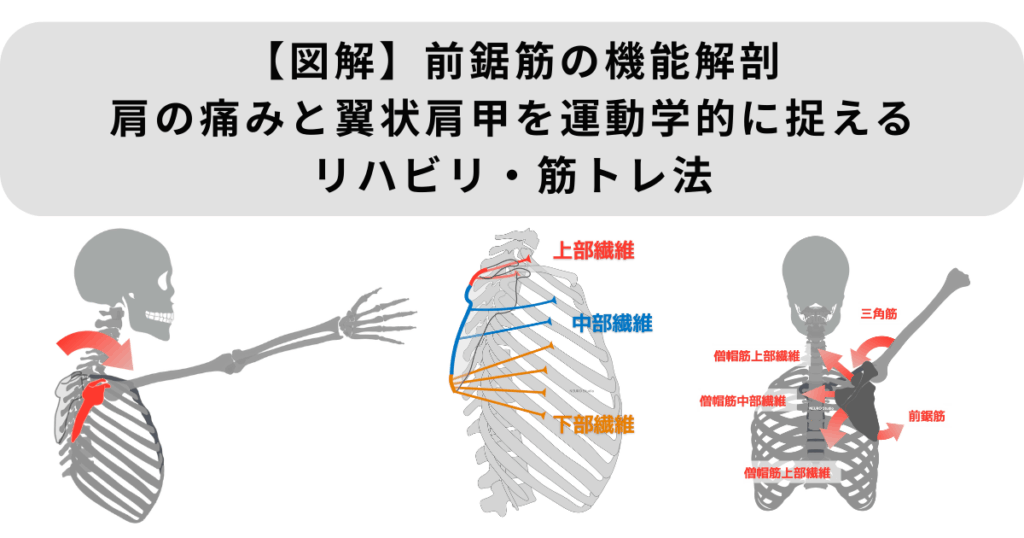 【図解】前鋸筋の機能解剖｜肩の痛みと翼状肩甲を運動学的に捉えるリハビリ・筋トレ法