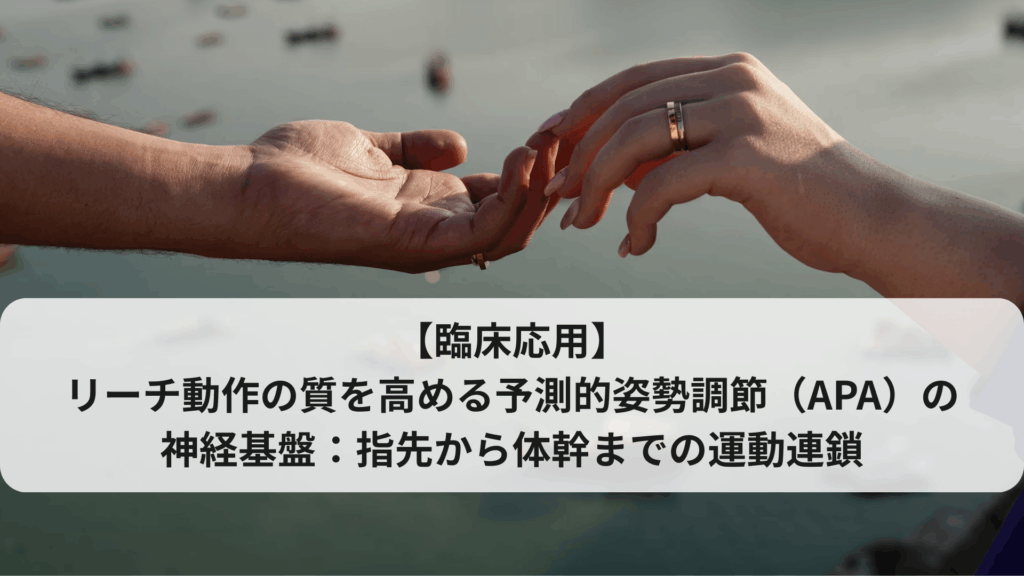 【臨床応用】リーチ動作の質を高める予測的姿勢調節（APA）の神経基盤：指先から体幹までの運動連鎖