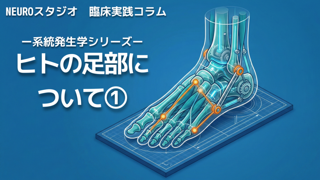 ヒトの足部について①