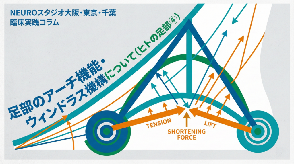 足部のアーチ機能とウィンドラス機構を幾何学的に表現したアイキャッチ画像。三角形とオレンジの張力線で足底腱膜によるアーチ挙上作用を抽象化しています。タイトル:足部のアーチ機能・ウィンドラス機構について(ヒトの足部④)|NEUROスタジオ大阪・東京・千葉 臨床実践コラム