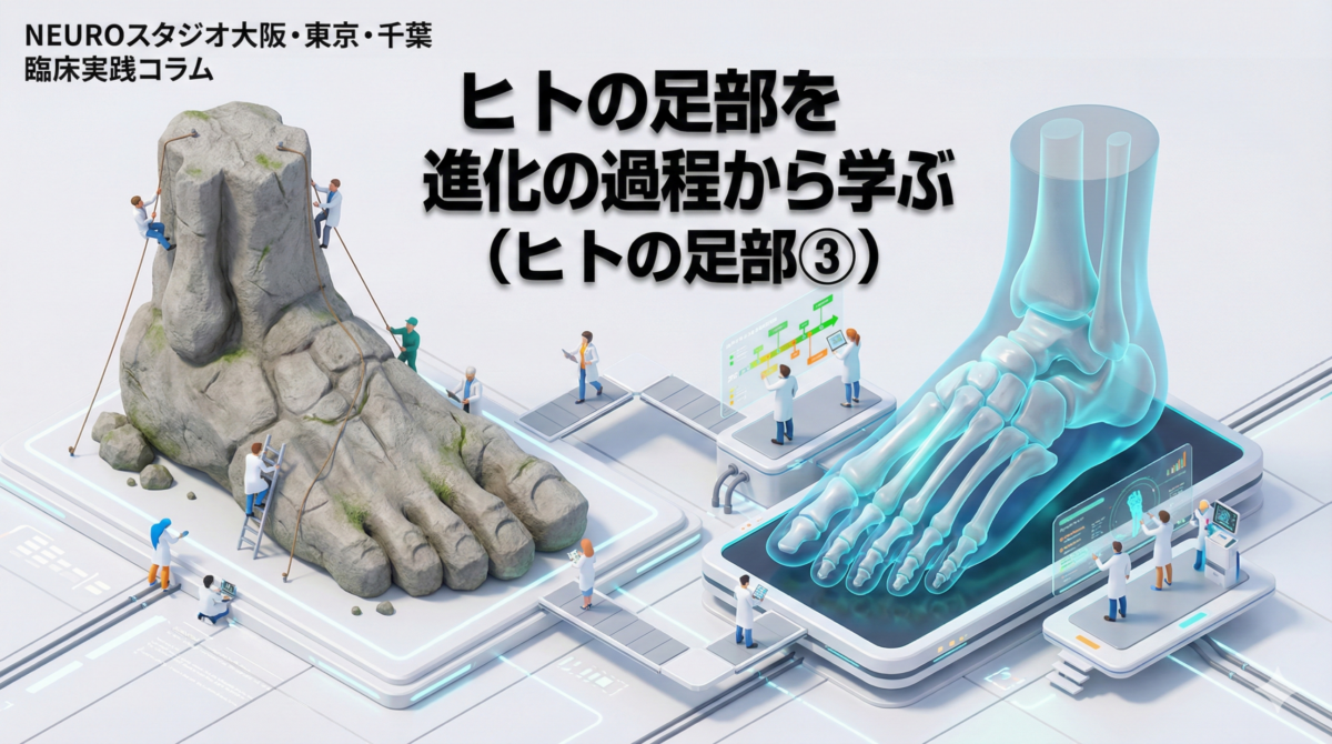 NEUROスタジオの臨床実践コラム「ヒトの足部を進化の過程から学ぶ (ヒトの足部③)」のアイキャッチ画像。左側に岩でできた原始的な足の模型、右側に青く光る現代人の足骨格ホログラムがあり、小さな研究者たちが進化の過程を比較研究している未来的な実験室の3Dイラスト。