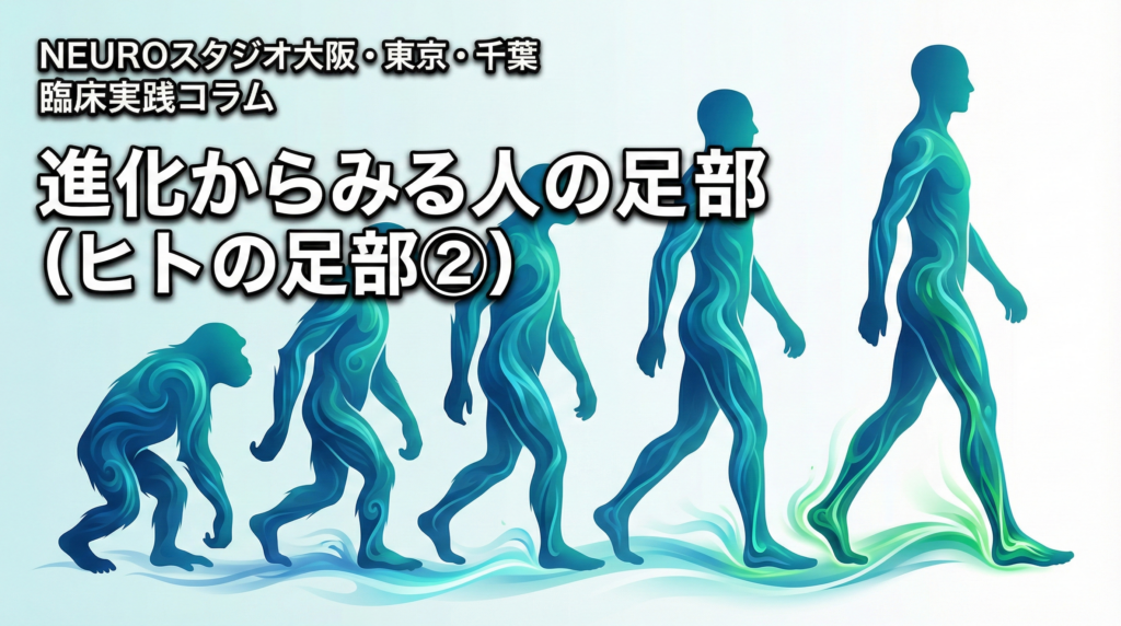 進化からみる人の足部 (ヒトの足部②）
