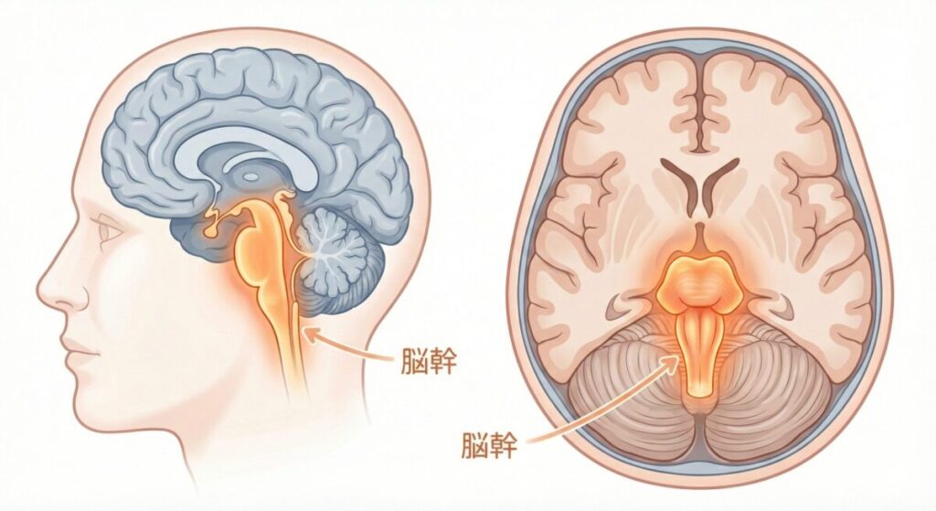 脳の医療イラストレーションで、左側は矢状面（横からの断面）、右側は水平断面（上からの輪切り）を示しています。両方の図で、脳の深部にある脳幹が温かみのあるオレンジ色で強調表示され、矢印と「脳幹」という日本語のラベルで明確に指し示されています。患者や家族向けの教育用資料として、脳幹の位置と重要性を分かりやすく伝えています。